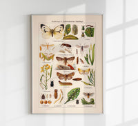 Plant Pests II Poster – Naturwissenschaftliche Illustration — Ansicht 1