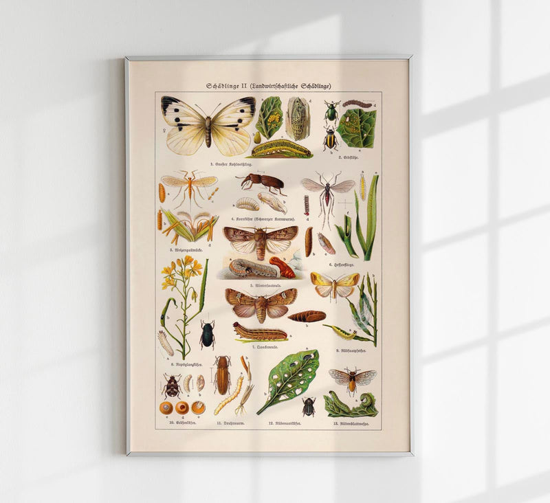 Plant Pests II Poster – Naturwissenschaftliche Illustration — Patroa Studio