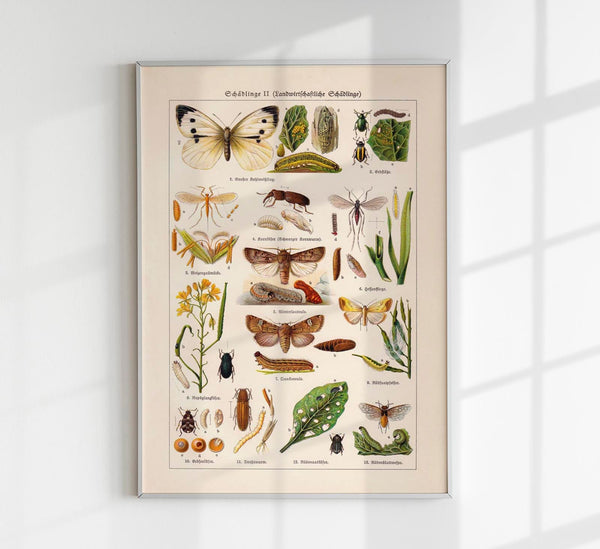 Plant Pests II Poster – Scientific Illustration