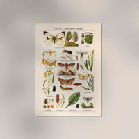 Plant Pests II Poster – Naturwissenschaftliche Illustration — Ansicht 2