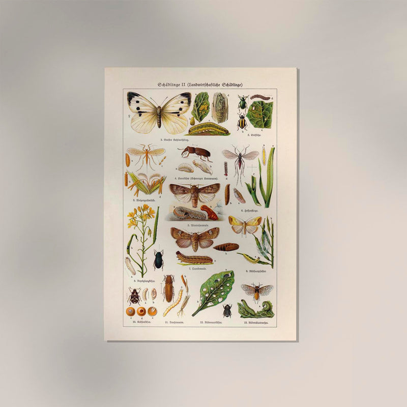 Plant Pests II Poster – Naturwissenschaftliche Illustration — Ansicht 2