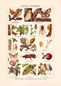 Plant Pests I Poster – Wissenschaftliche Illustration von Patroa Studio — Ansicht 3