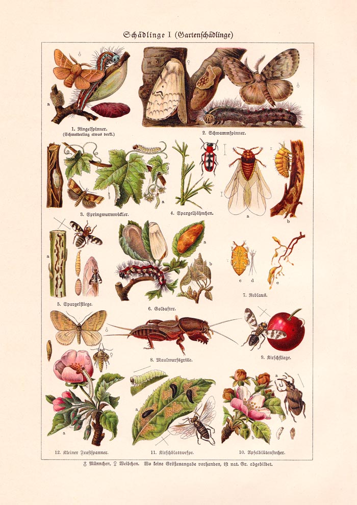 Plant Pests I Poster – Wissenschaftliche Illustration von Patroa Studio — Ansicht 3