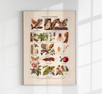 Plant Pests I Poster – Wissenschaftliche Illustration von Patroa Studio — Ansicht 1