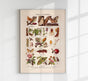Plant Pests I Poster – Wissenschaftliche Illustration von Patroa Studio