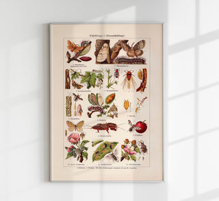 Plant Pests I Poster – Scientific Illustration by Patroa Studio