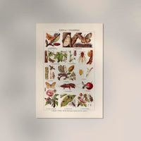 Plant Pests I Poster – Wissenschaftliche Illustration von Patroa Studio — Ansicht 2