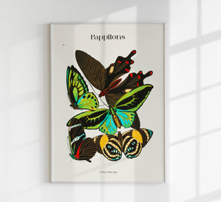 Pappilons Plate 1 by Séguy Art Poster – Kunstdruck Berlin