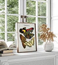 Pappilons plate 12 by Séguy Art Poster – Butterflies Art Print — Ansicht 2