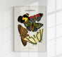Pappilons plate 12 by Séguy Art Poster – Butterflies Art Print