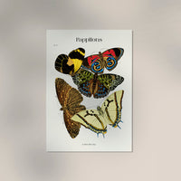 Pappilons plate 12 by Séguy Art Poster – Butterflies Art Print — Ansicht 3