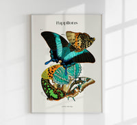 Papillons Plate 13 Art Print - UV-resistant Butterfly Print on Fine Art Paper — Ansicht 1