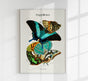 Papillons Plate 13 Art Print - UV-resistant Butterfly Print on Fine Art Paper