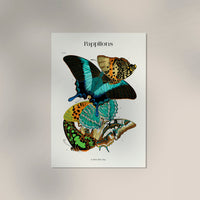 Papillons Plate 13 Art Print - UV-resistant Butterfly Print on Fine Art Paper — Ansicht 3