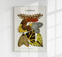 Pappilons plate 14 Kunstdruck – Schmetterlinge Séguy Art Poster