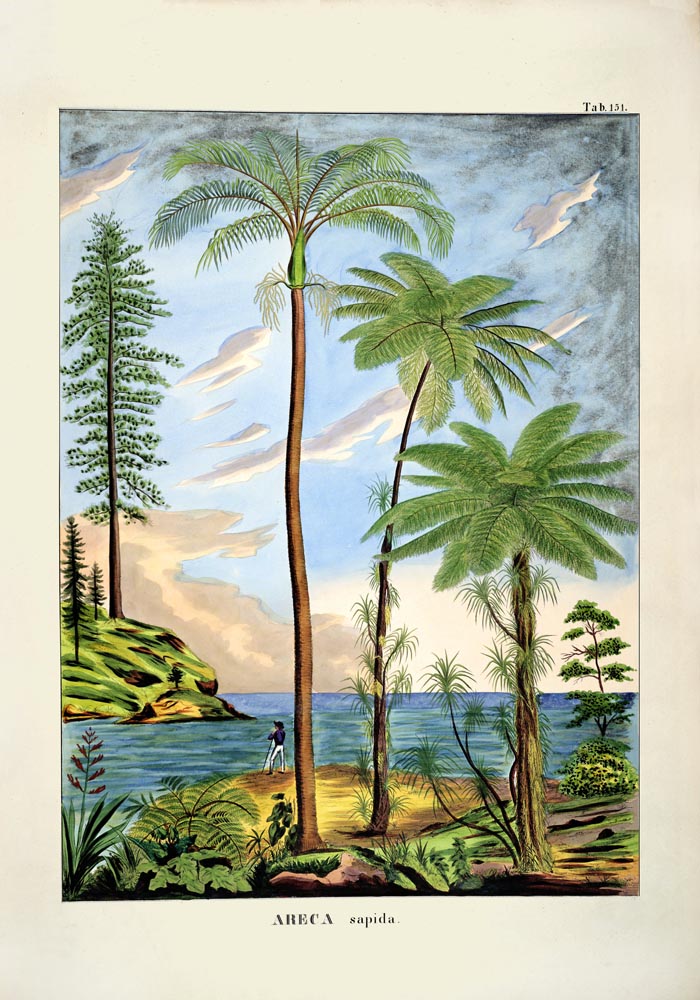 Areca Sapida Beach Scene Vintage Poster – Fine Art Print UV-resistent — Ansicht 6