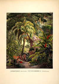 Acromia Mexicana Jungle Scene – Botanisches Poster | Tropische Flora — Ansicht 3