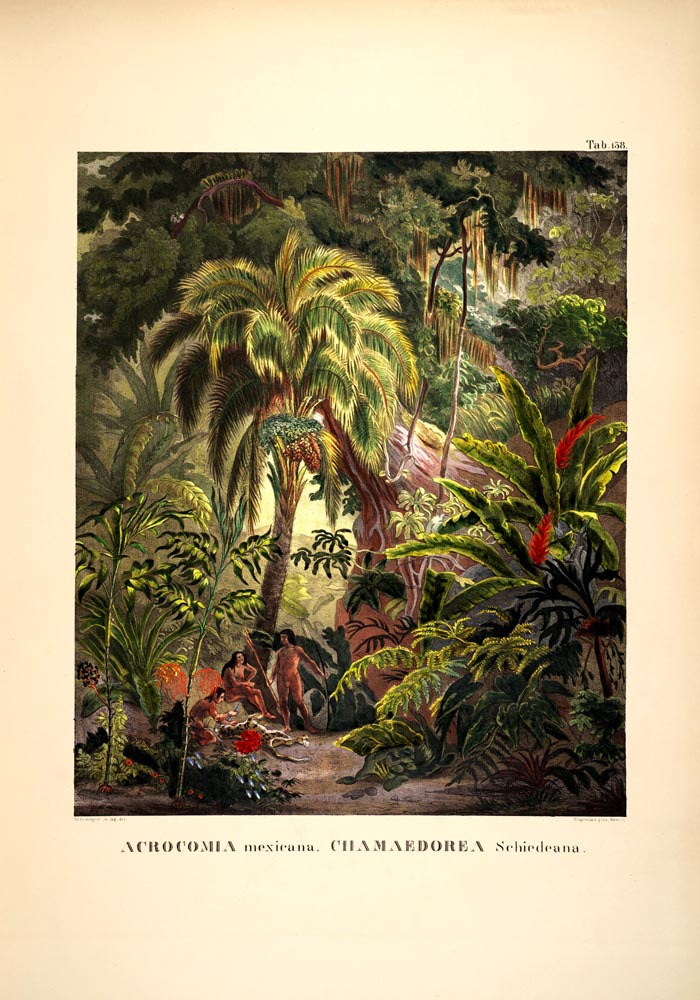 Acromia Mexicana Jungle Scene – Botanisches Poster | Tropische Flora — Ansicht 3