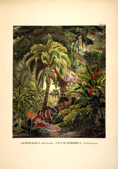 Acromia Mexicana Jungle Scene – Botanisches Poster | Tropische Flora