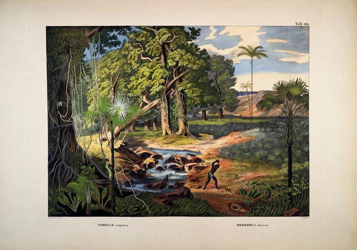 Colourful Jungle Scene Vintage Poster – Tropisches Wandbild Fine Art Print — Ansicht 3