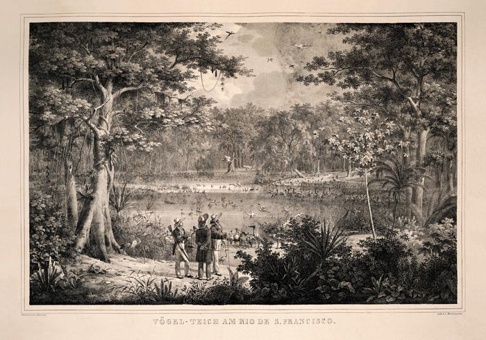 Birds at San Francisco River Jungle Scene Vintage Poster – Fine Art Print A3-A0 — Ansicht 3
