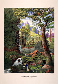 Morenia Poppigian Jungle Scene Poster - Vintage Botanical Illustration, Handmade Berlin — Ansicht 4