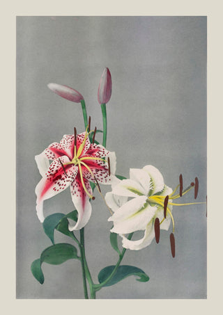 Lily by Ogawa Kazumasa – Japanisch | Kunstdruck | Pflanzenkunst