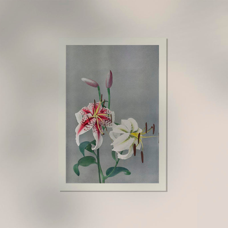 Lily by Ogawa Kazumasa - Japanese Fine Art Print Botanical Art — Ansicht 2