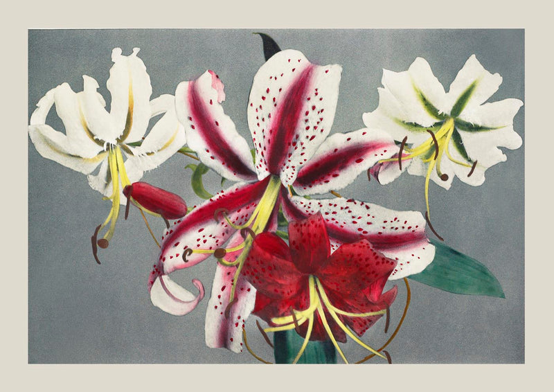 Lily Chart No. 1 by Ogawa Kazumasa – Japanese Art Print | Botanical Graphic — Ansicht 3