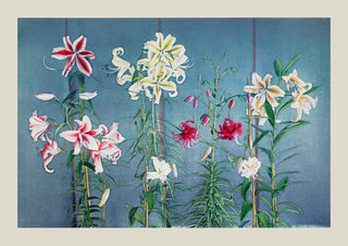 Lily Chart Nr 2 by Ogawa Kazumasa – Japanisch | Kunstdruck | Botanische Grafik