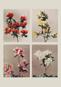 Group of Azaleas by Ogawa Kazumasa – Fine Art Print | UV-Resistant | Canvas & Paper — Ansicht 3
