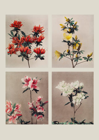 Group of Azaleas by Ogawa Kazumasa – Fine Art Print | UV-Resistant | Canvas Edition