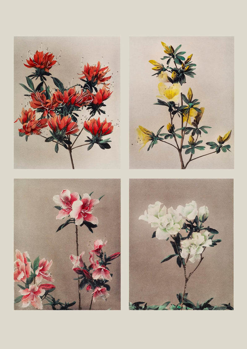 Group of Azaleas by Ogawa Kazumasa – Fine Art Print | UV-Resistant | Canvas & Paper — Ansicht 3