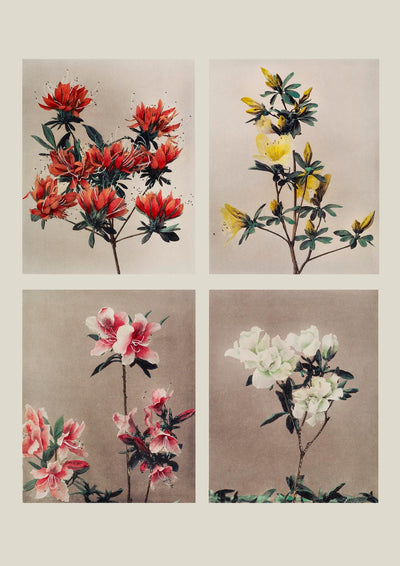 Group of Azaleas by Ogawa Kazumasa – Fine Art Print | UV-Resistant | Canvas & Papier
