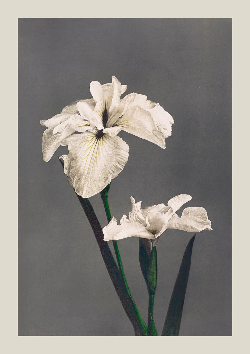 Iris Kæmpferi by Ogawa Kazumasa – Fine Art Poster UV-beständig Atelierdruck Berlin — Ansicht 3