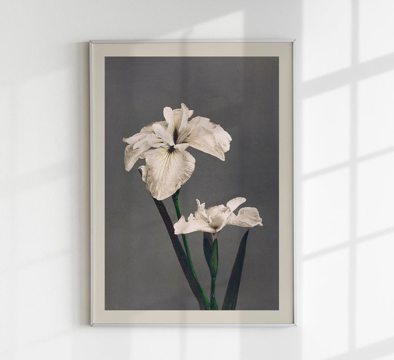Iris Kæmpferi by Ogawa Kazumasa – Fine Art Poster UV-beständig Atelierdruck Berlin — Patroa Studio