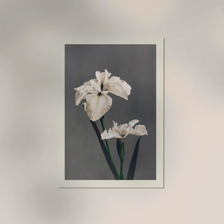 Iris Kæmpferi by Ogawa Kazumasa – Fine Art Poster | UV-beständig | Atelierdruck Berlin