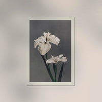 Iris Kæmpferi by Ogawa Kazumasa – Fine Art Poster UV-beständig Atelierdruck Berlin — Ansicht 2