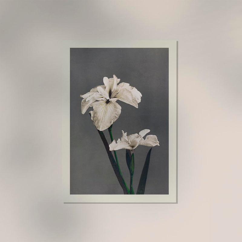 Iris Kæmpferi by Ogawa Kazumasa – Fine Art Poster UV-beständig Atelierdruck Berlin — Ansicht 2