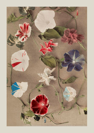 Group of Morning Glories by Ogawa Kazumasa – Fine Art Print | UV-Resistant | Canvas Edition