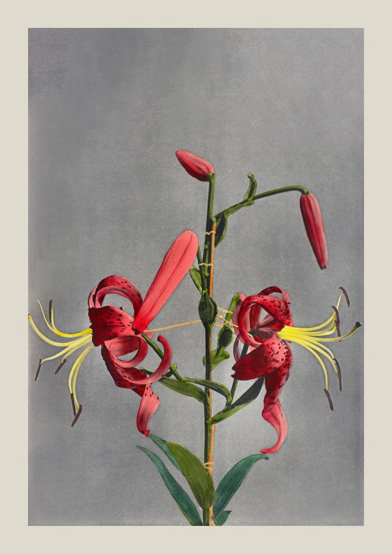 Red Lily by Ogawa Kazumasa – Fine Art Print Japanische Fotokunst Atelierdruck — Ansicht 3