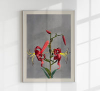 Red Lily by Ogawa Kazumasa – Fine Art Print Japanische Fotokunst Atelierdruck — Ansicht 1