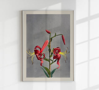 Red Lily by Ogawa Kazumasa – Fine Art Print | Japanische Fotokunst | Atelierdruck Berlin