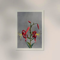Red Lily by Ogawa Kazumasa – Fine Art Print Japanische Fotokunst Atelierdruck — Ansicht 2