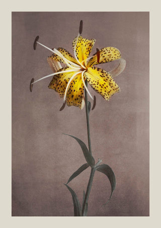 Yellow Lily – Fine Art Print by Ogawa Kazumasa | UV-beständig | Premium Kunstdruck aus Berlin