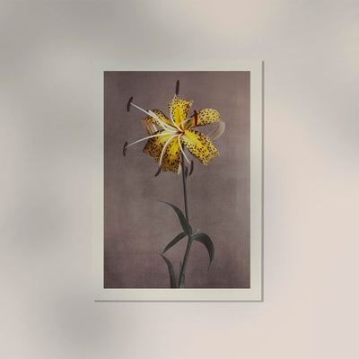 Yellow Lily – Fine Art Print by Ogawa Kazumasa | UV-beständig | Premium Kunstdruck