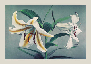 White Lily by Ogawa Kazumasa – Fine Art Print | Japanische Fotokunst | Botanisches Poster