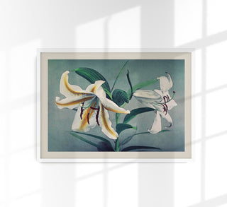 White Lily by Ogawa Kazumasa – Fine Art Print | Japanische Fotokunst | Botanisches Poster
