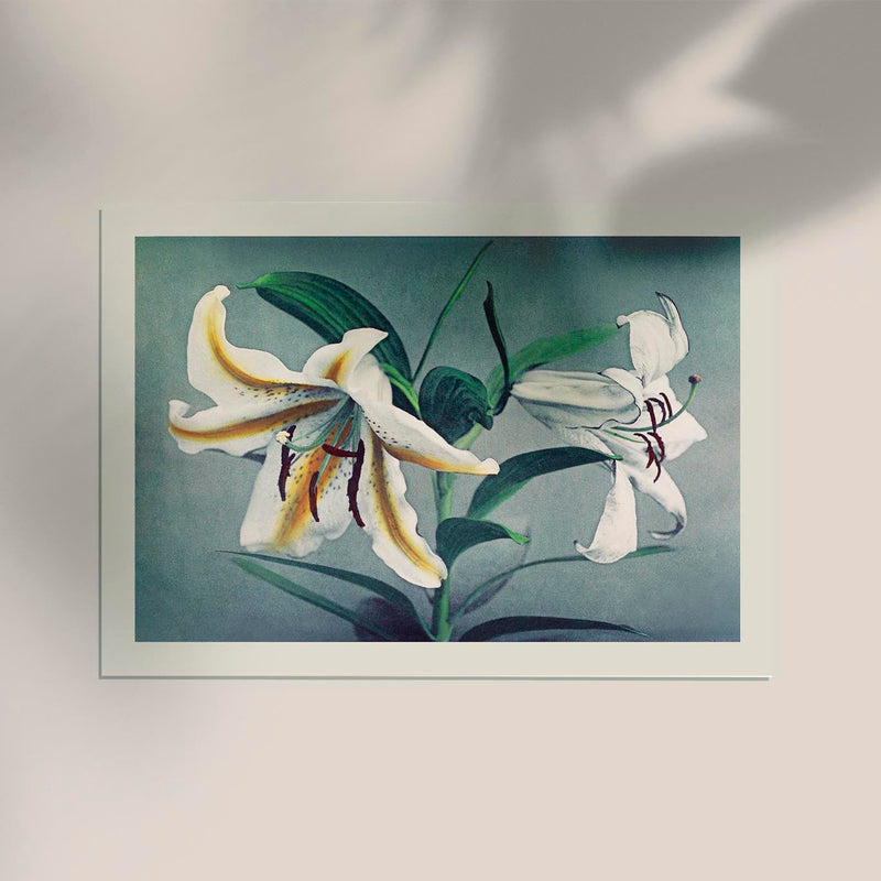 White Lily by Ogawa Kazumasa – Fine Art Print Japanische Fotokunst — Ansicht 2