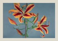 Orange Lily by Ogawa Kazumasa – Fine Art Print Japanese Photography UV-resistant — Ansicht 3